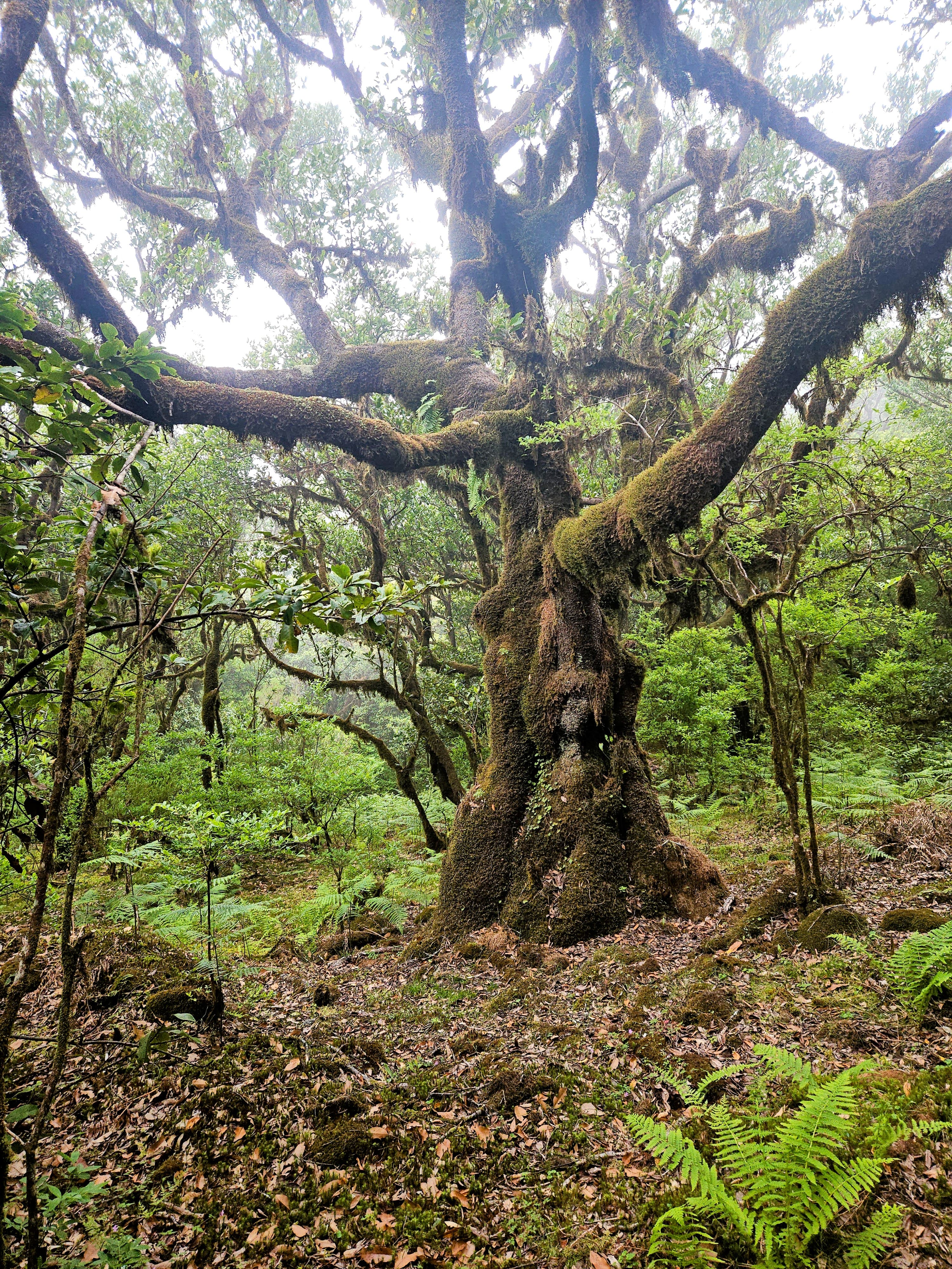 Plateau de Fanal