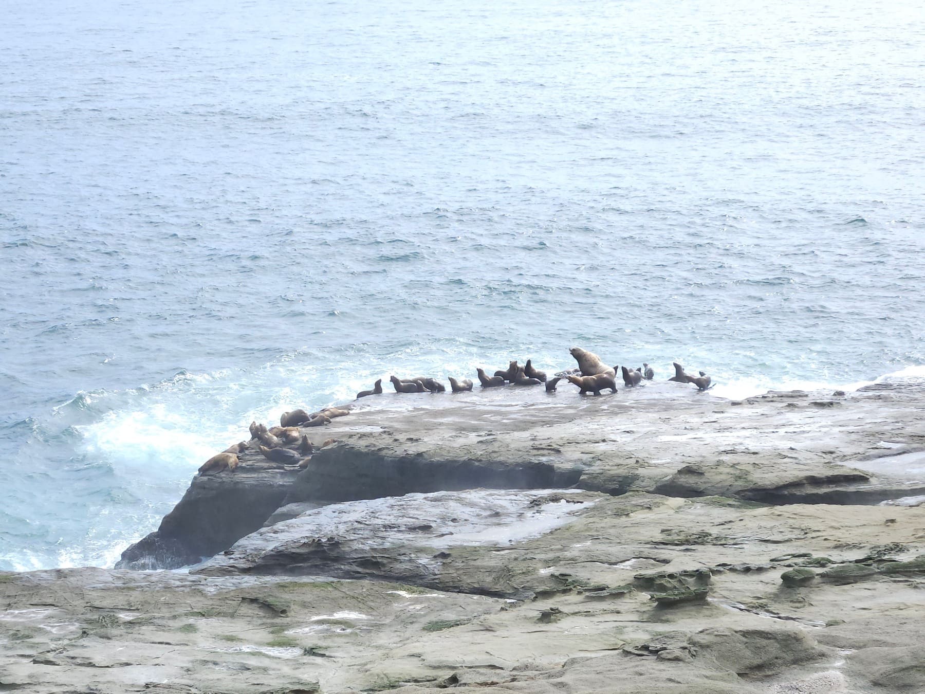 J'ai tout de même réussi à capturer une colonie de lions de mer en train de faire bronzette.